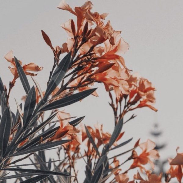 11a102dd650460283eab9072d0c68cfb